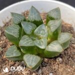 Haworthia Splendens - Image 2