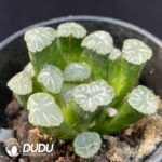 Haworthia Large Black Jade Fan