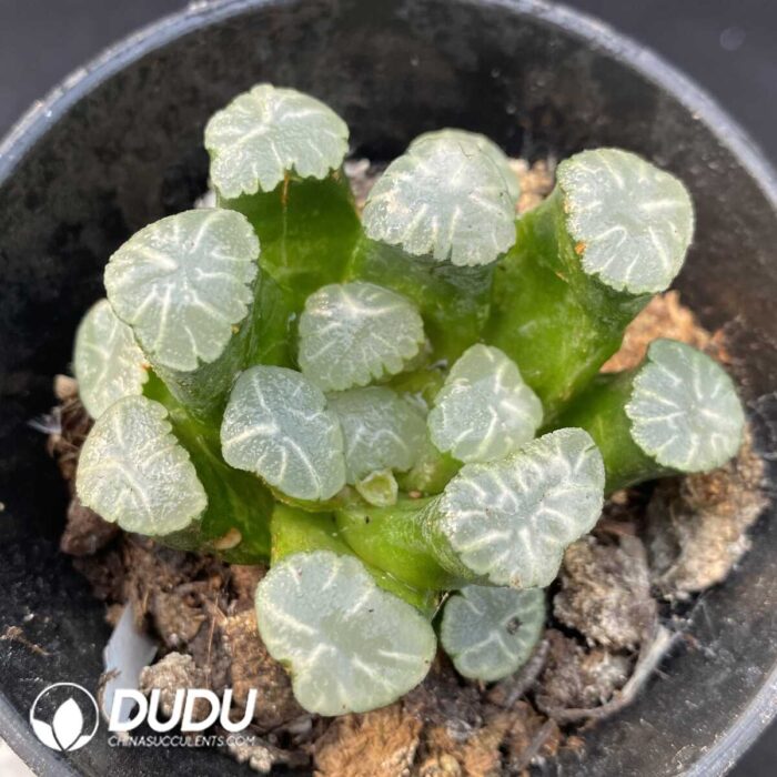 Haworthia Large Black Jade Fan - Image 2
