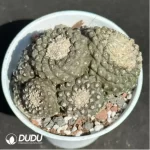 Cactus-Copiapoa tenuissima Clustering