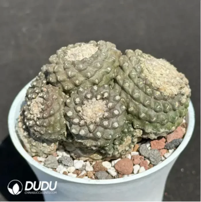 Cactus-Copiapoa tenuissima Clustering - Image 2