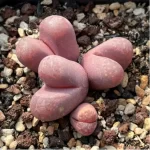 Lithops optica `Rubra` (Price is for 1 head) - Image 2
