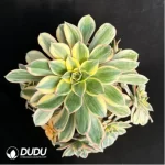 Aeonium brilliant Variegated Cluster