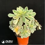 Aeonium brilliant Variegated Cluster - Image 2