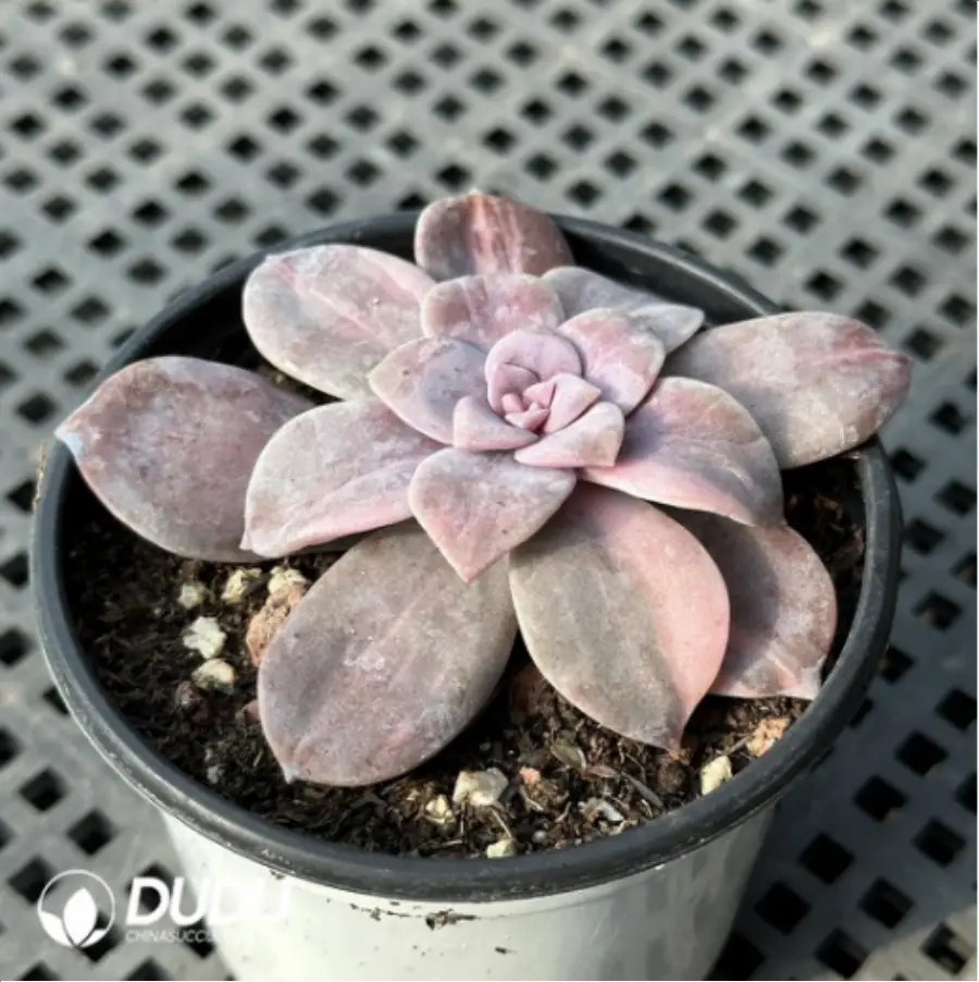 1756114135-3-538.webp Graptopetalum Graptopetalumpentandrum ssp. superbum variegated - Image 1