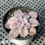 Graptopetalum Graptopetalumpentandrum ssp. superbum variegated - Image 2