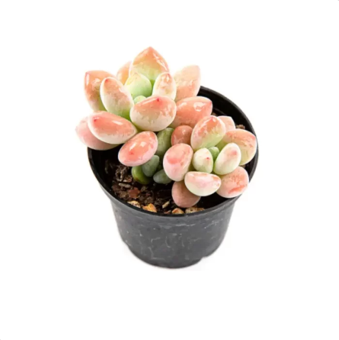 Graptosedum Miul Double Head - Image 2