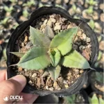 Agave Diamonds - Image 2