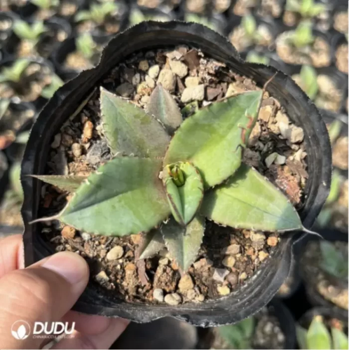 Agave Diamonds - Image 2