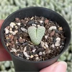 Lithops Shenfengyu - Image 2