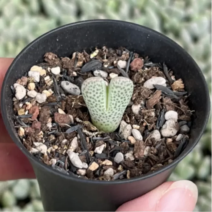 Lithops Shenfengyu - Image 2