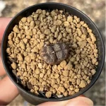 Conophytum-pellucidum 3Head/Pot