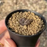 Conophytum-pellucidum 3Head/Pot - Image 2