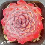 Echeveria Midget Crabapple