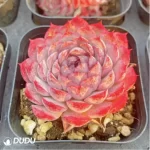 Echeveria Midget Crabapple - Image 2