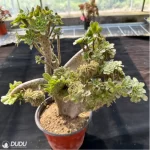 Aeonium arboreum var. arboreum variegated cristata