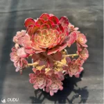 Aeonium Red King Kong Variegated Cluster