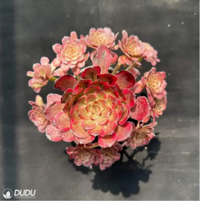Aeonium Red King Kong Variegated Cluster - Image 2