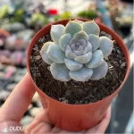Echeveria Snow Rabbit Hamburg