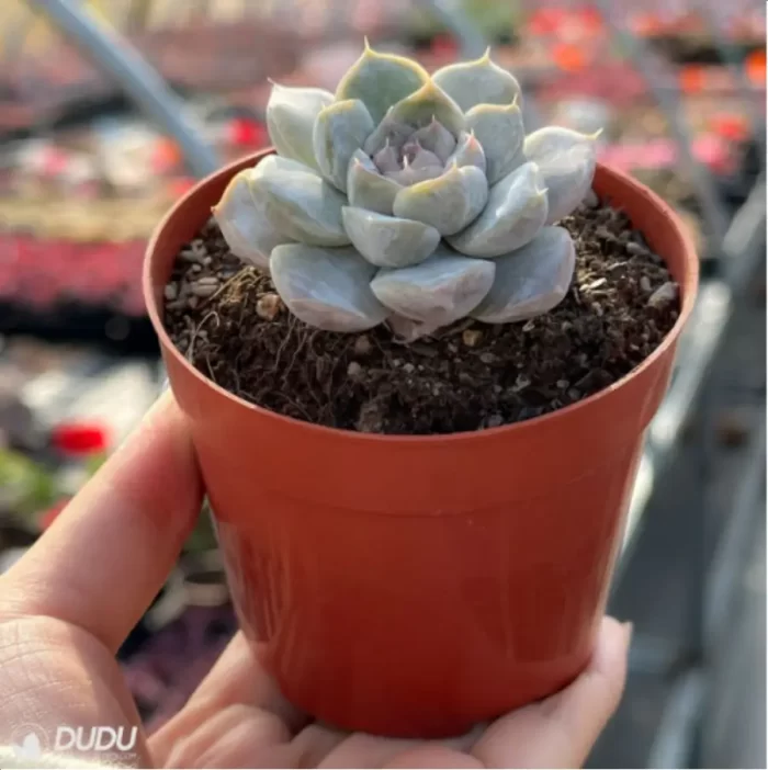 Echeveria Snow Rabbit Hamburg - Image 2