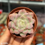 Echeveria Athena