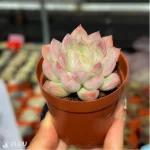 Echeveria Athena - Image 2