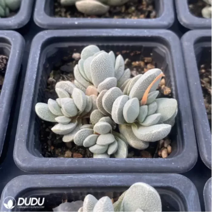 crassula tecta - Image 2