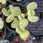 Cotyledon tomentosa