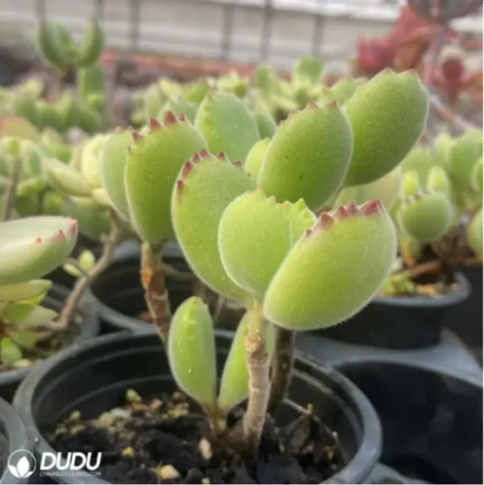 Cotyledon tomentosa - Image 2