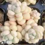 Graptopetalum Daphni Clustering
