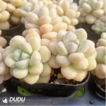 Graptopetalum Daphni Clustering - Image 2