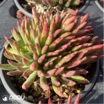 Dudleya viscida Clustering