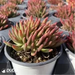 Dudleya viscida Clustering - Image 2