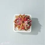 Echeveria Rosaceae Double Head