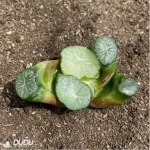 Haworthia South Star