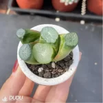 Haworthia South Star - Image 2