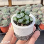 Haworthia Fire cloud - Image 2