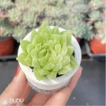 Haworthia decipiens var. decipiens - Image 2