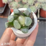 Haworthia White Fuji - Image 2