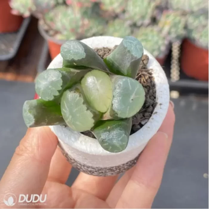 Haworthia White Fuji - Image 2