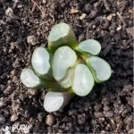 Haworthia Ou Dabao