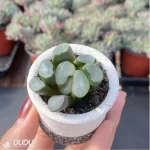 Haworthia Ou Dabao - Image 2