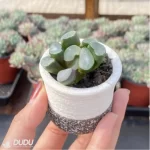 Haworthia big Bang - Image 2