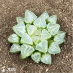 Haworthia Love life magnifica