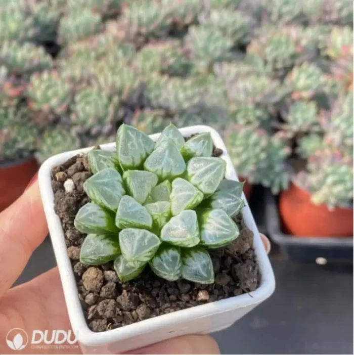 Haworthia Love life magnifica - Image 2