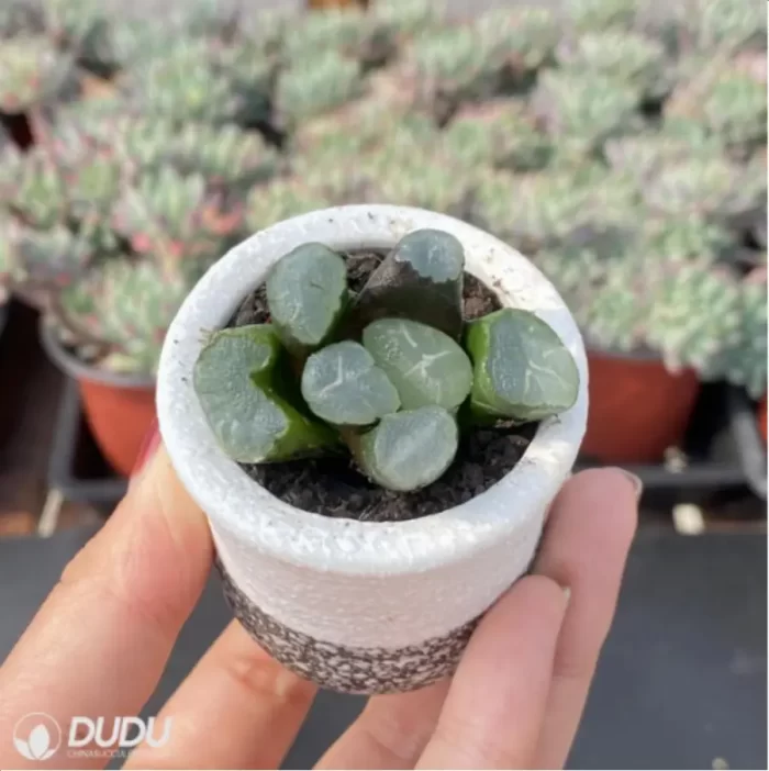 Haworthia Aegle - Image 2