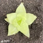 Haworthia cymbiformis variegata