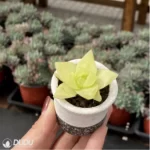 Haworthia cymbiformis variegata - Image 2