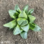 Haworthia  heidelbergensis Variegated