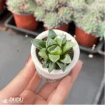 Haworthia  heidelbergensis Variegated - Image 2